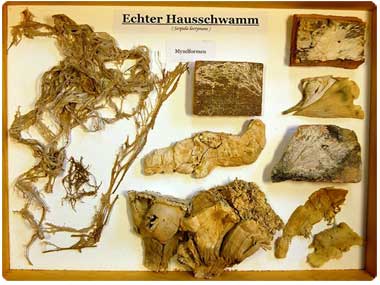 Holzschaedlinge-21